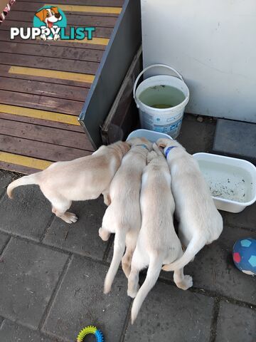 Golden Labrador puppies