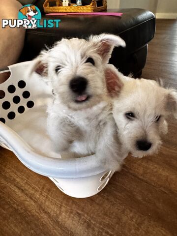 Male West Highland Terrier Puppies