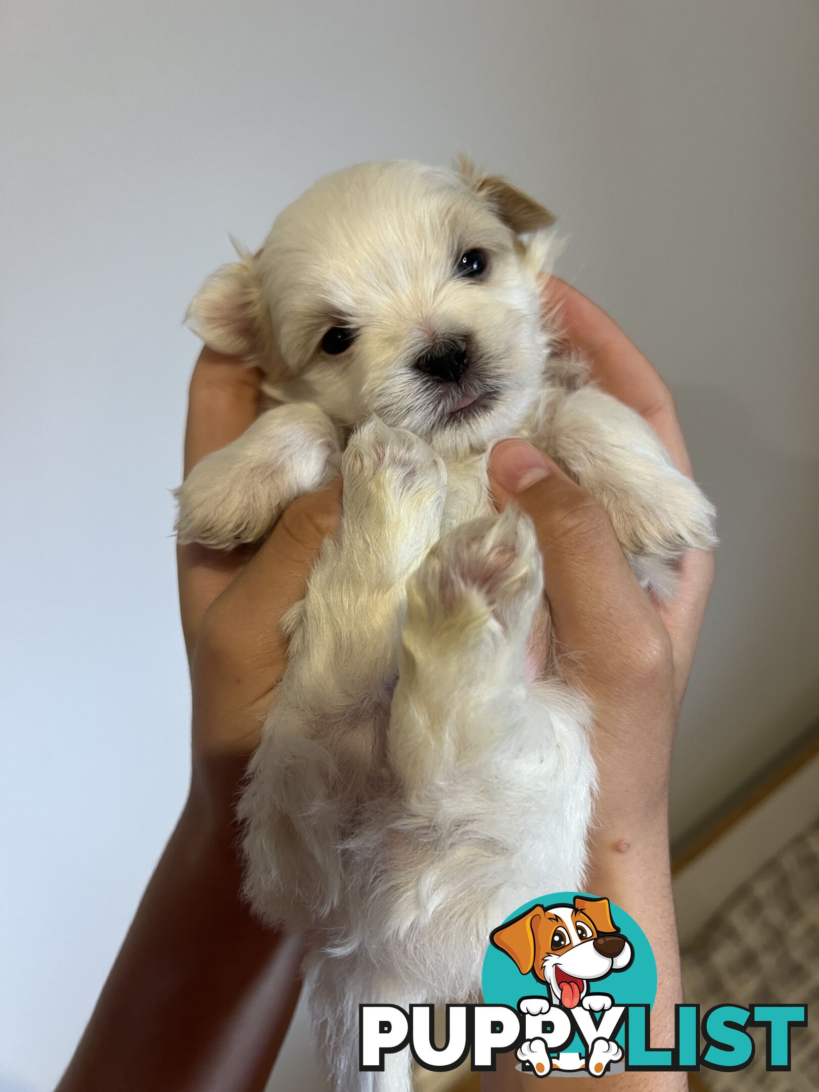 Maltese Shih Tzu Puppies