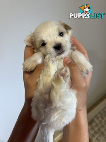 Maltese Shih Tzu Puppies