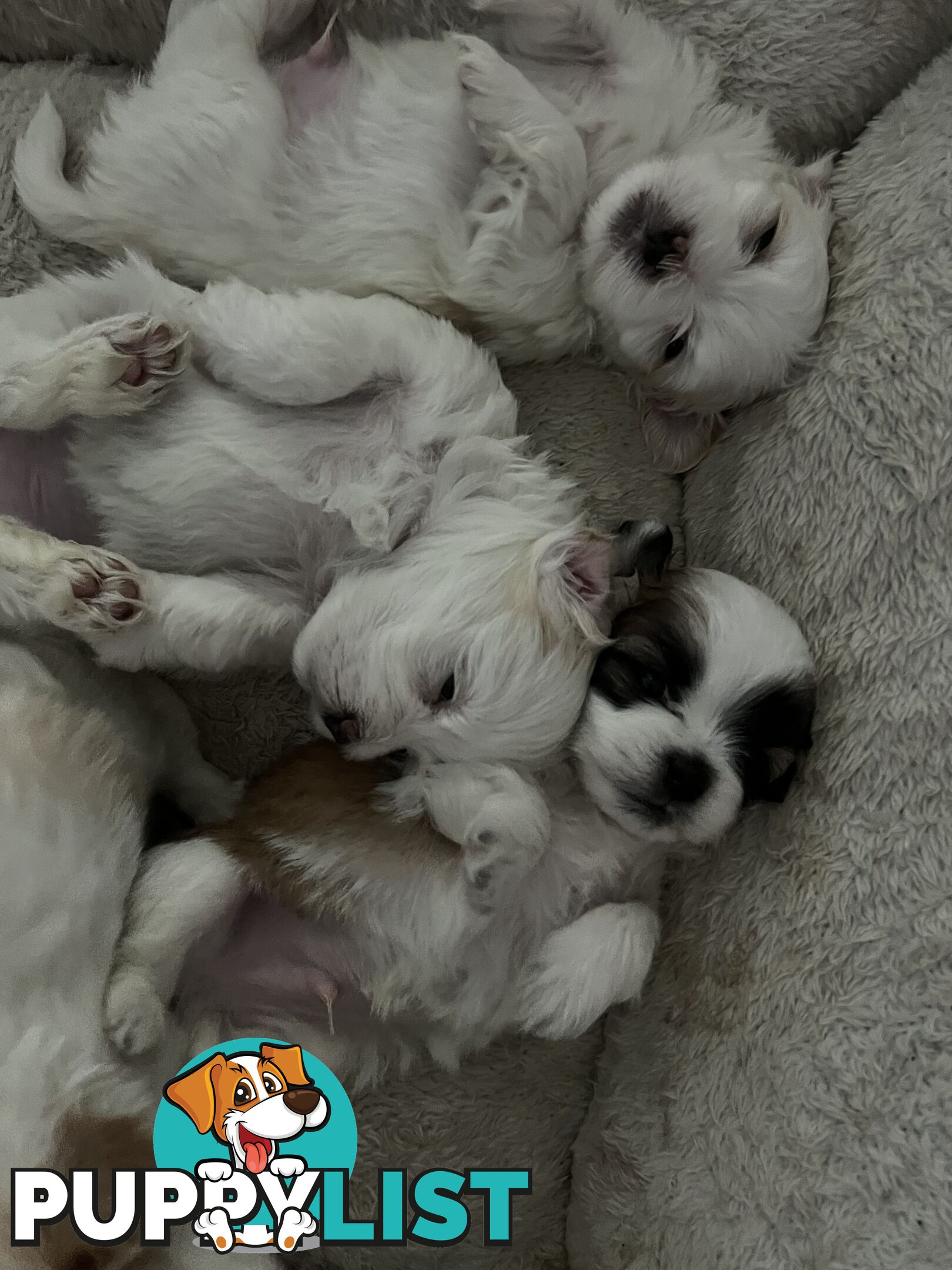 Maltese Shih Tzu Puppies