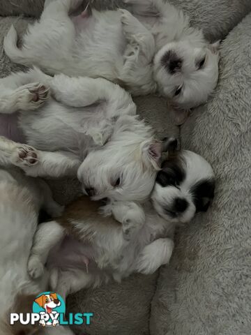 Maltese Shih Tzu Puppies