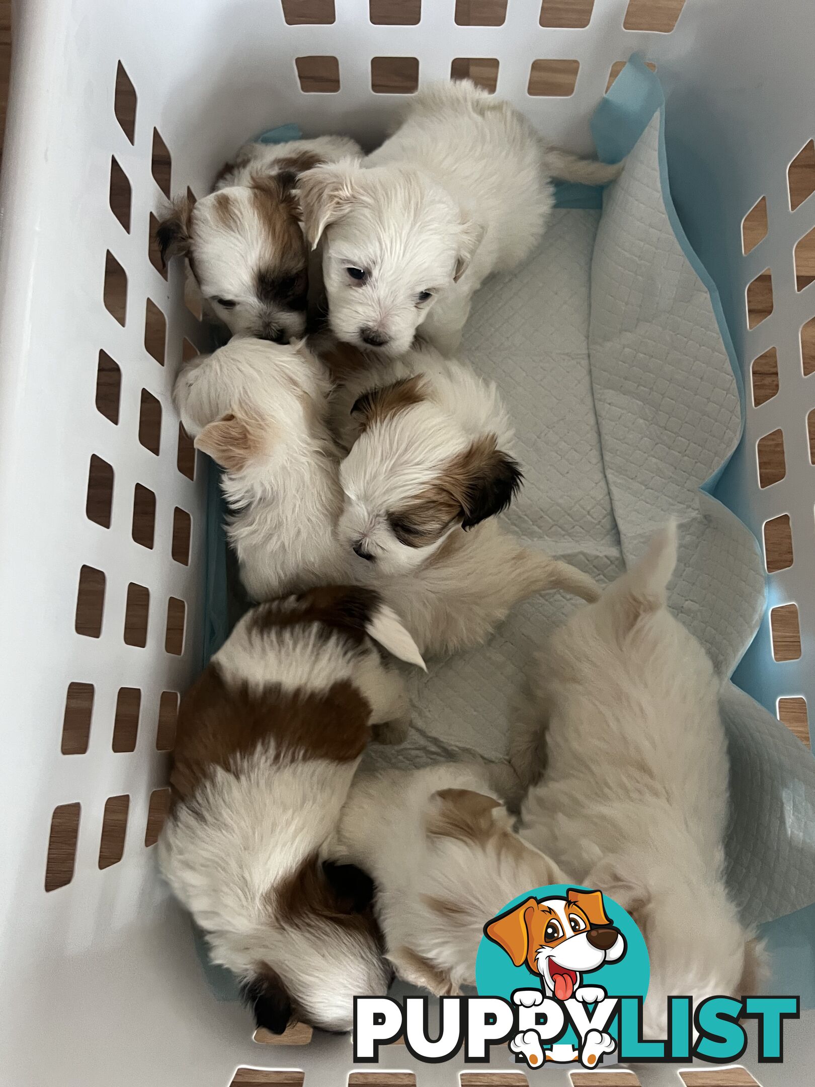 Maltese Shih Tzu Puppies