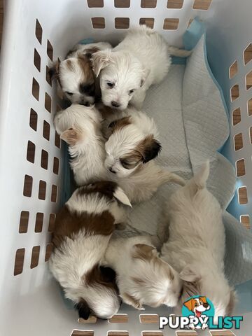 Maltese Shih Tzu Puppies