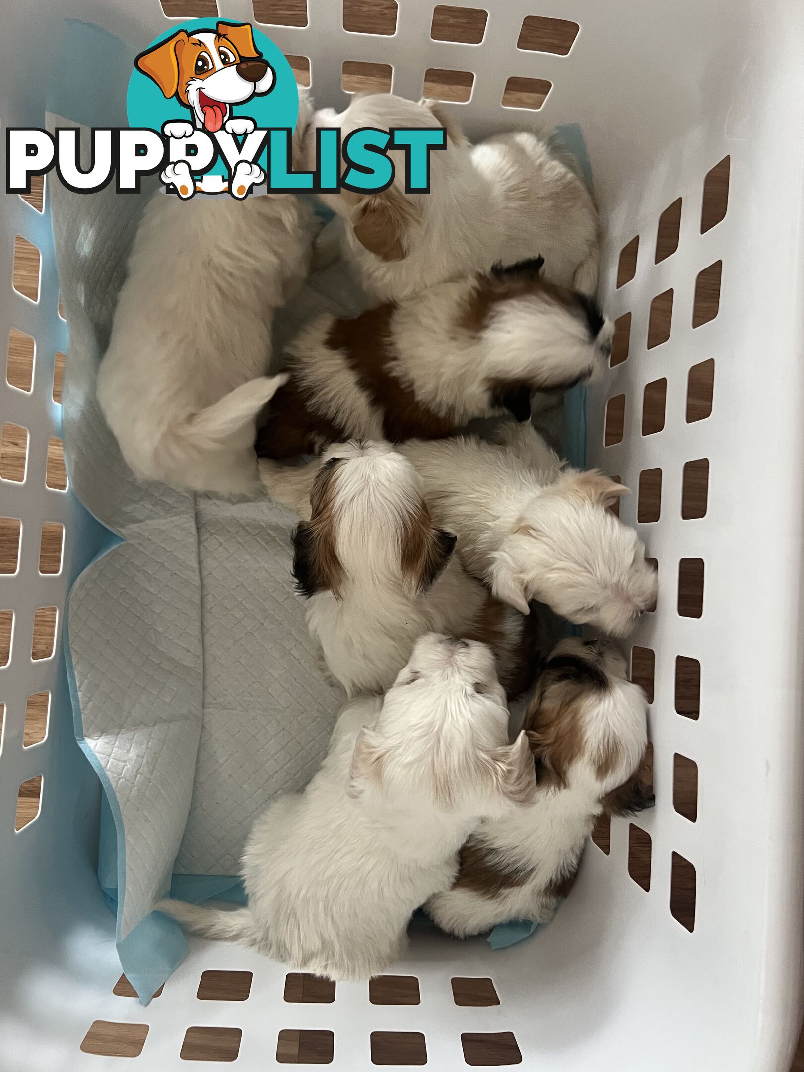 Maltese Shih Tzu Puppies