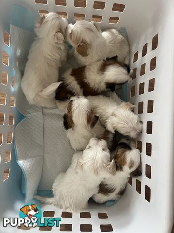 Maltese Shih Tzu Puppies