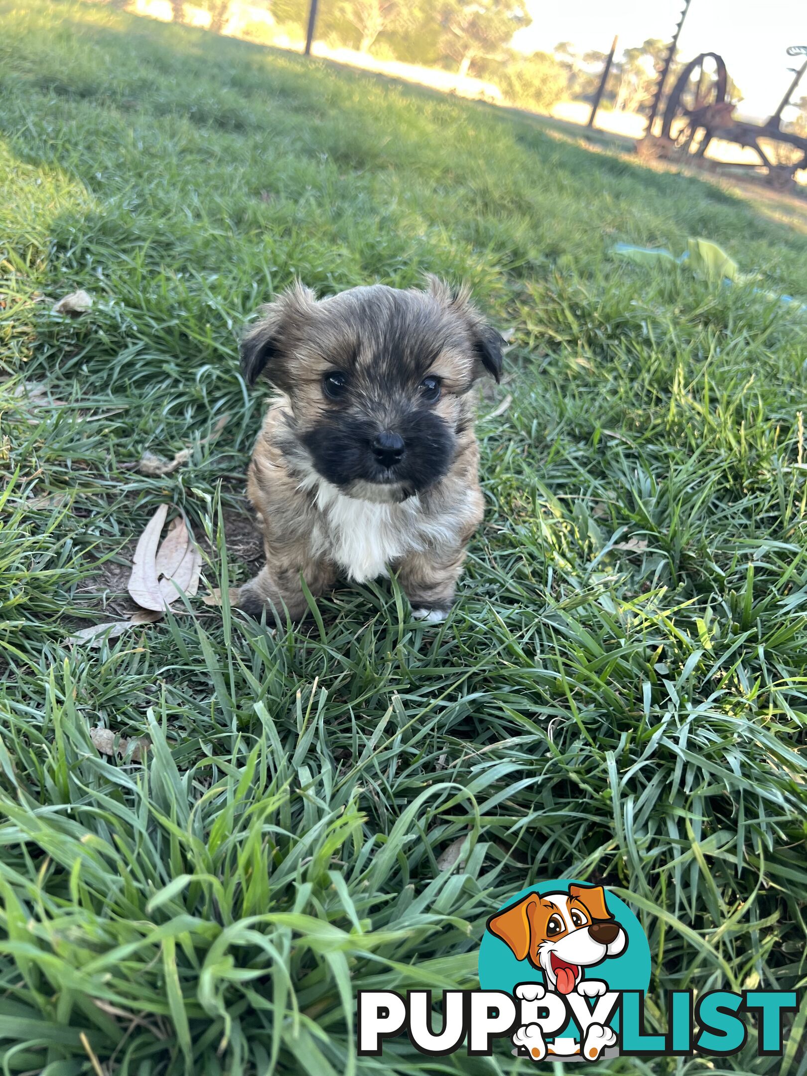 Maltese Shih Tzu Puppies