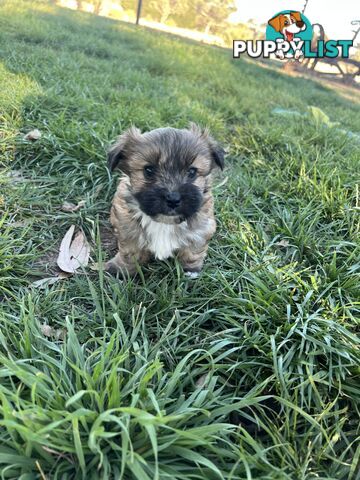 Maltese Shih Tzu Puppies