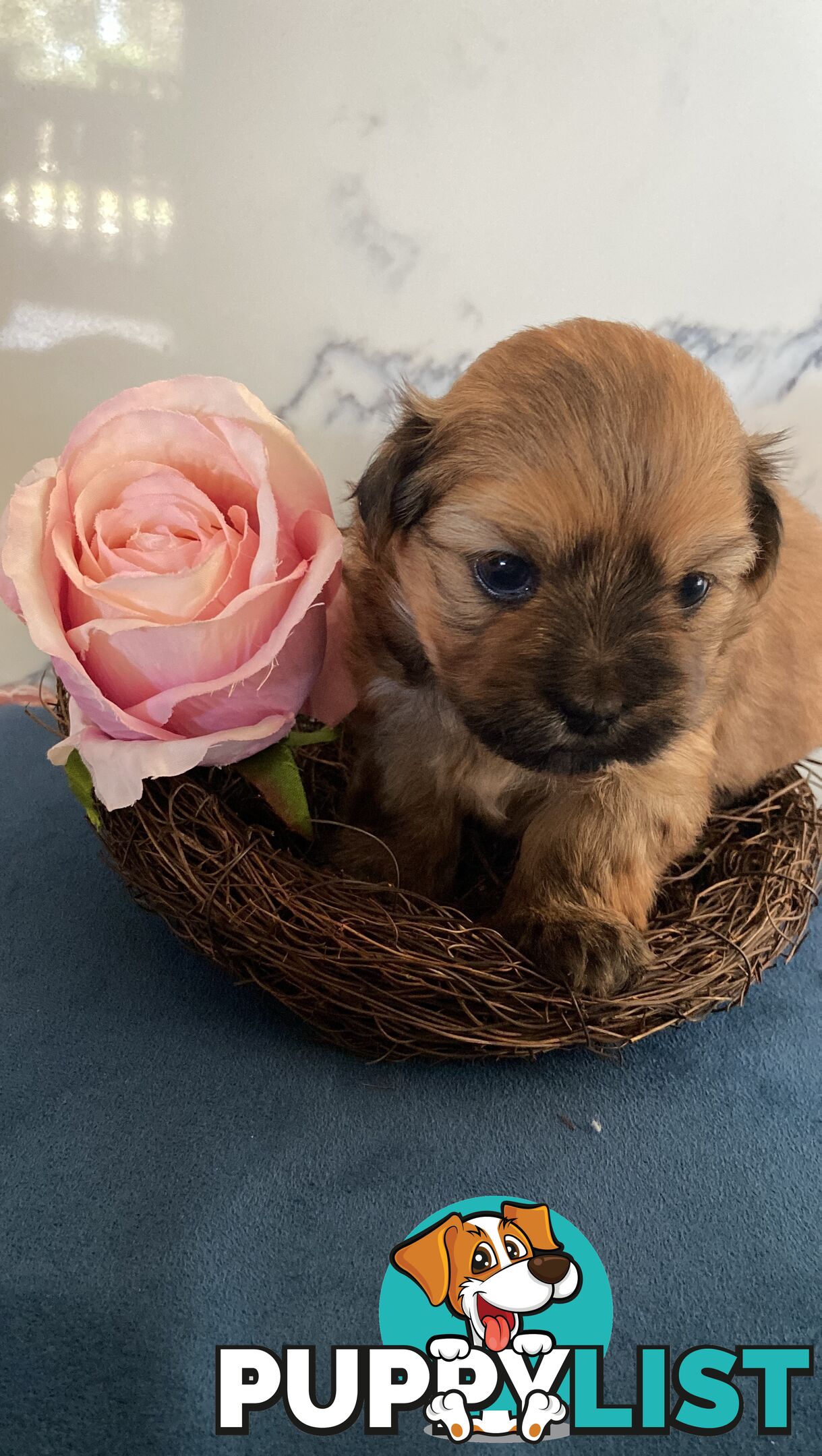 Maltese Shih Tzu Puppies