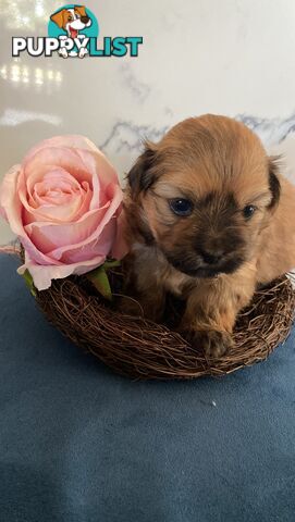 Maltese Shih Tzu Puppies