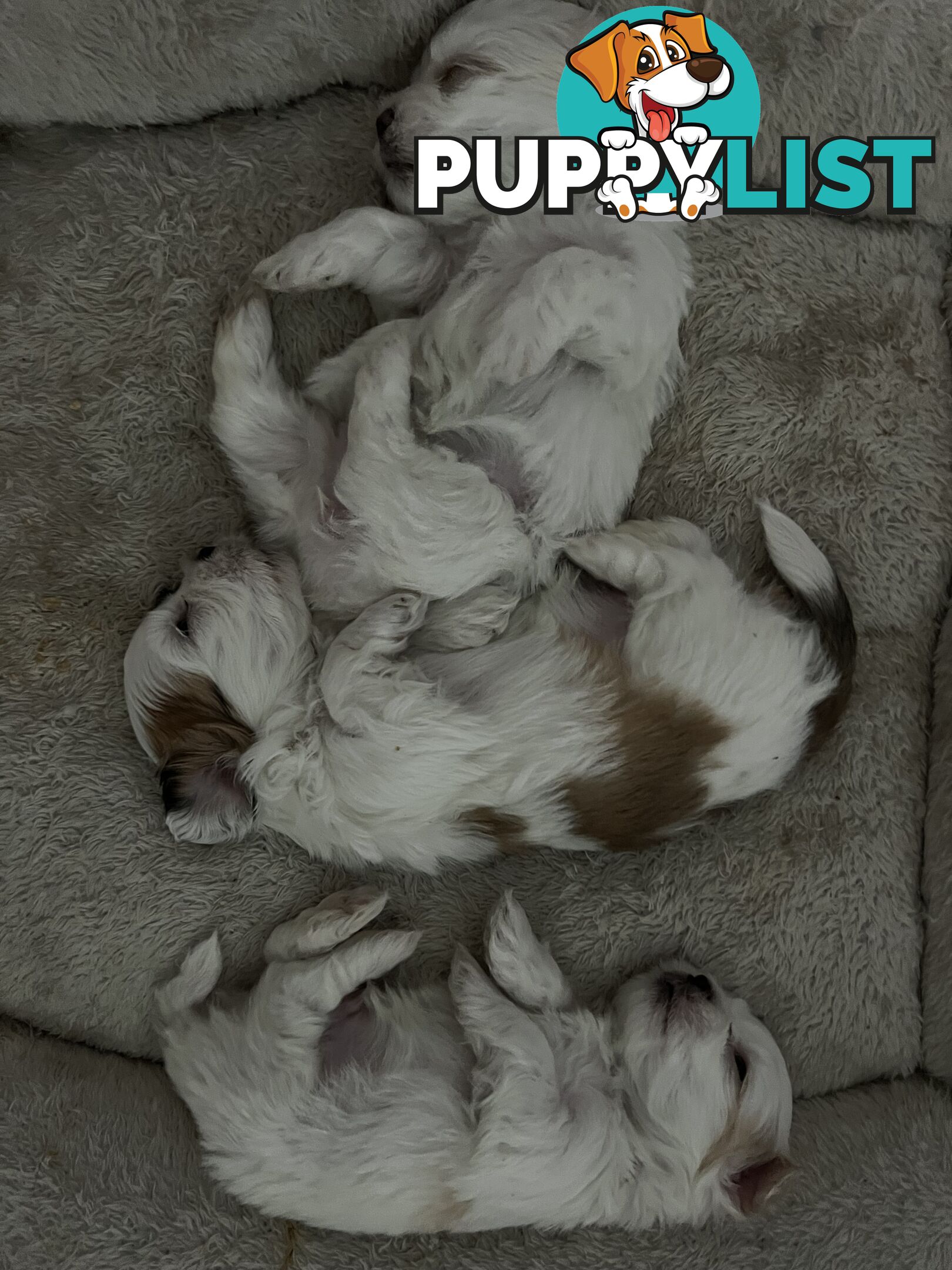 Maltese Shih Tzu Puppies