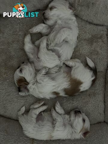 Maltese Shih Tzu Puppies