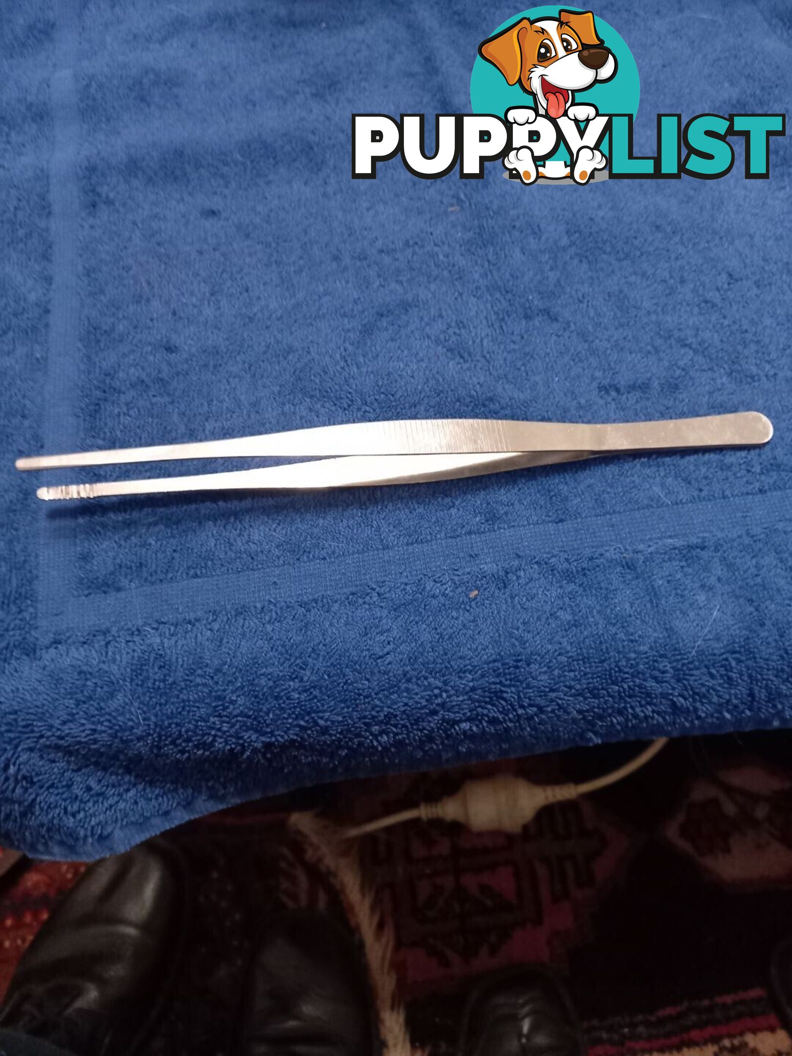 Wanted: Wanted- stainless steel forceps