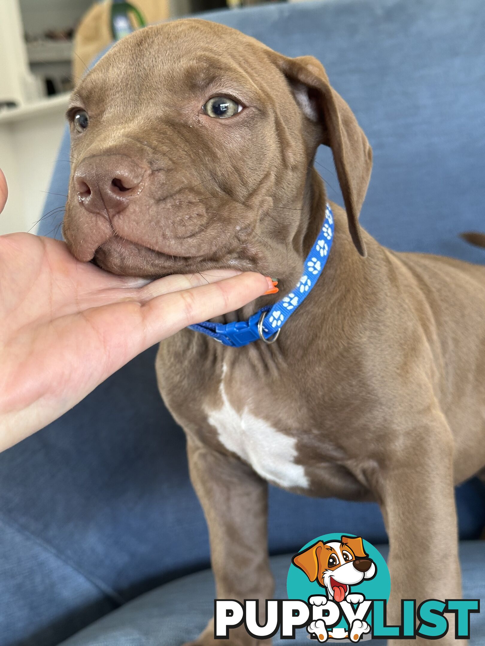 American Bully Pups