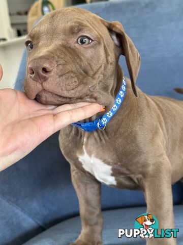 American Bully Pups