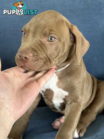 American Bully Pups