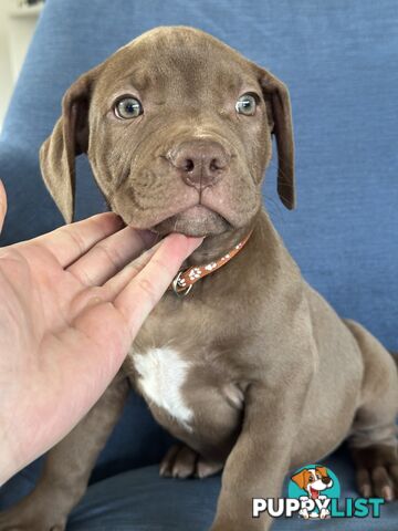 American Bully Pups