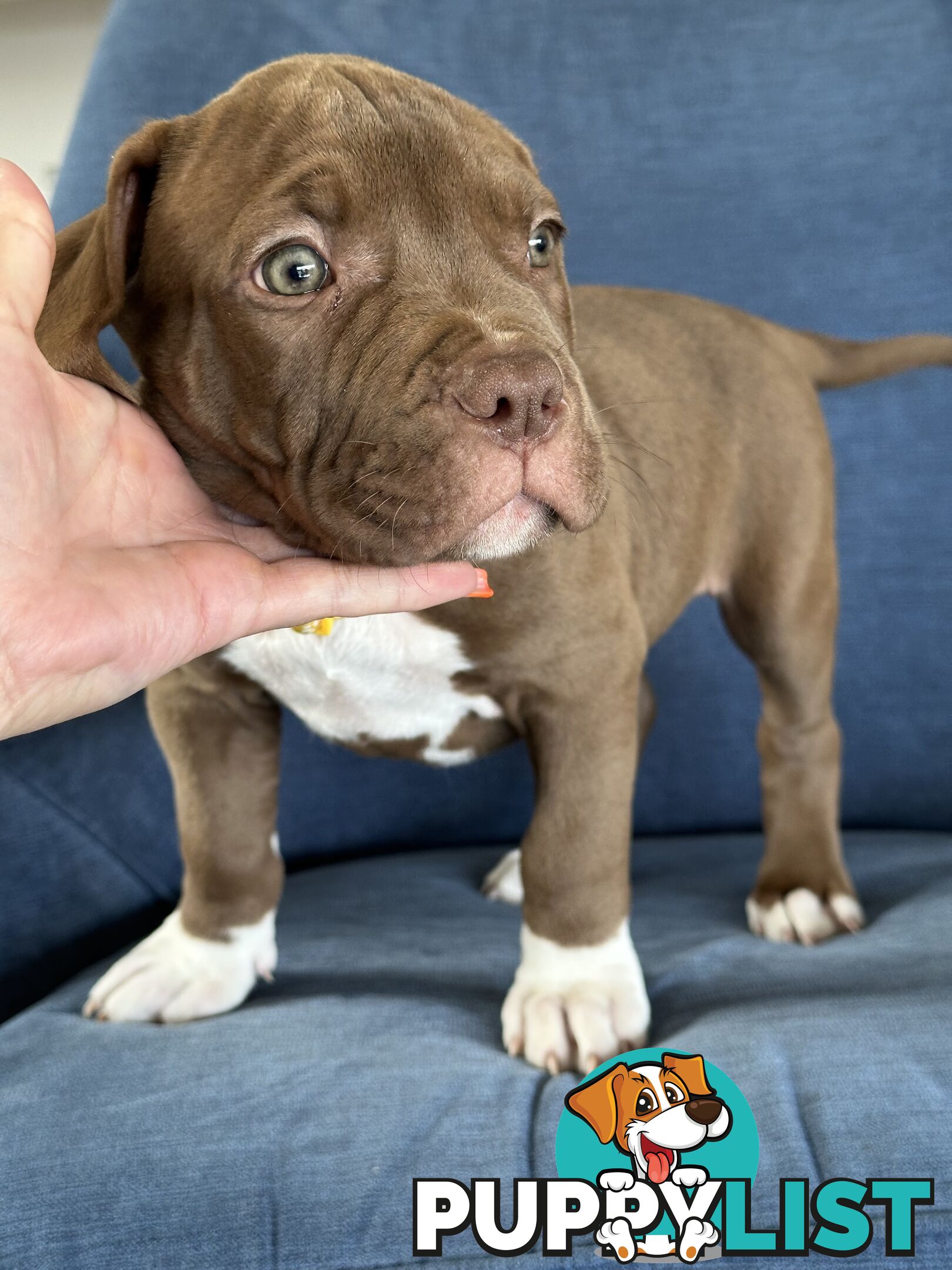 American Bully Pups