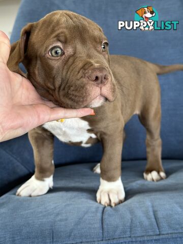 American Bully Pups