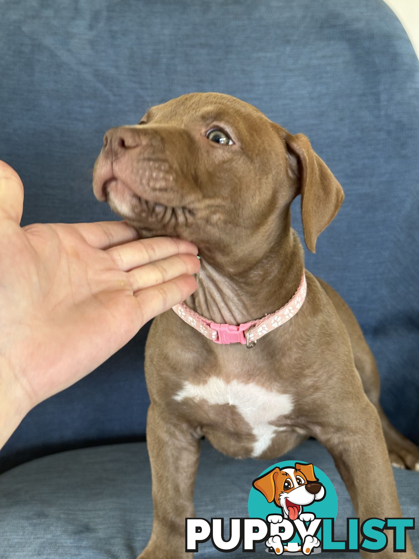 American Bully Pups