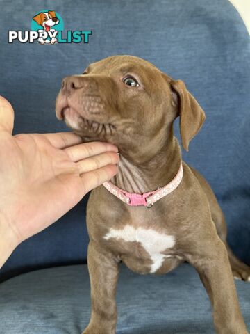 American Bully Pups