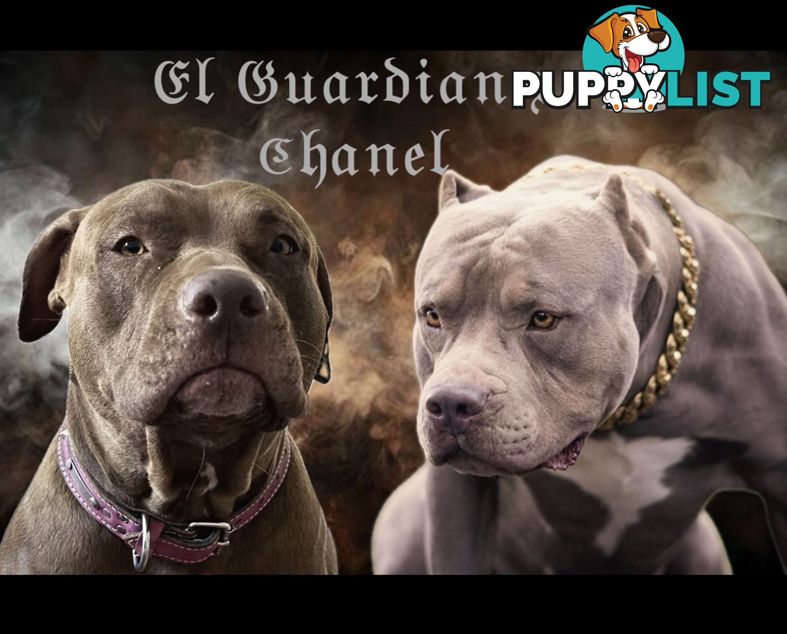 American Bully Pups