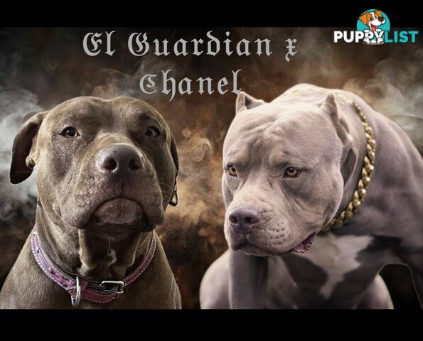 American Bully Pups