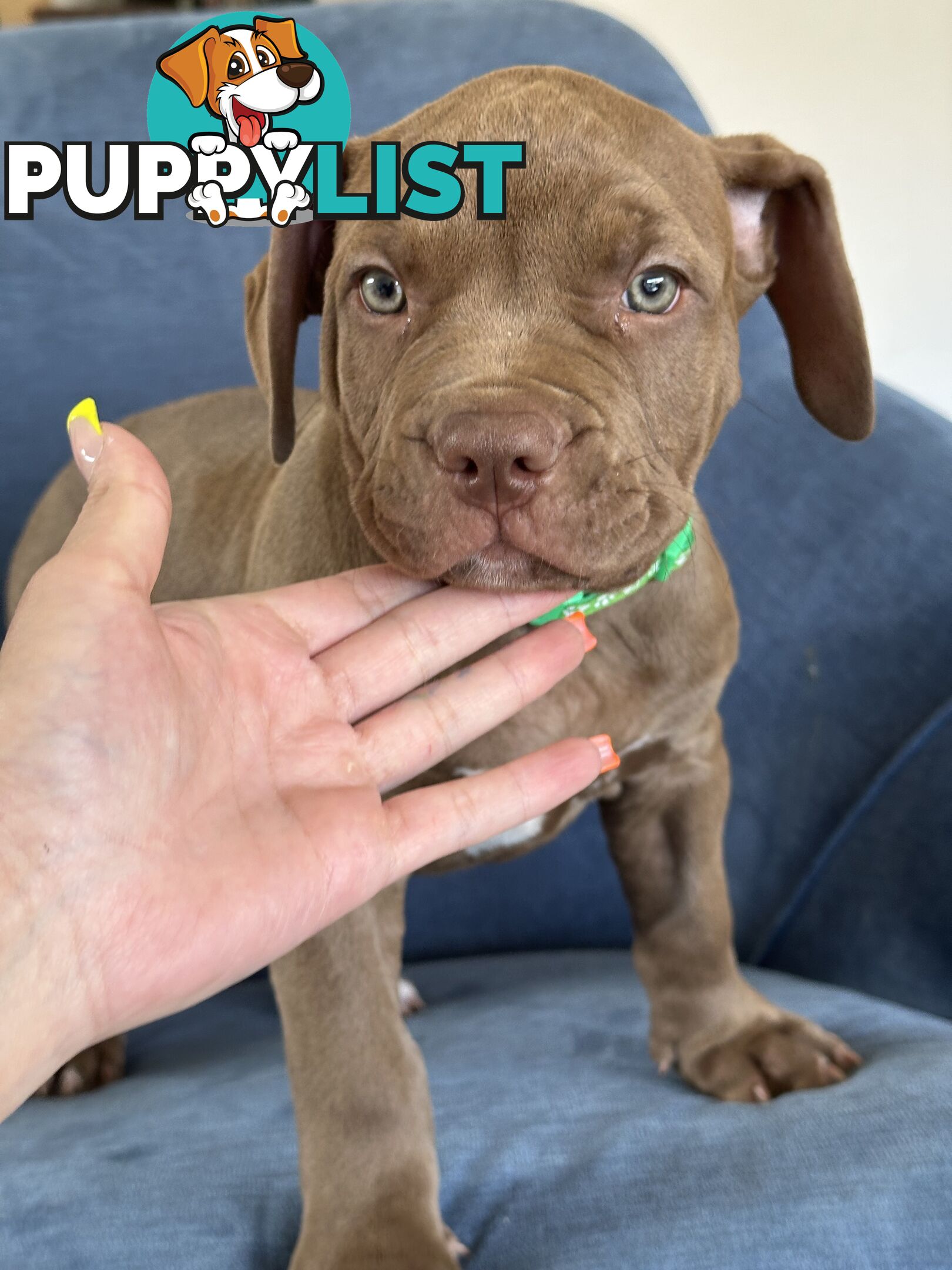 American Bully Pups