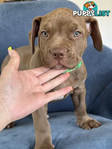 American Bully Pups