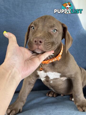 American Bully Pups