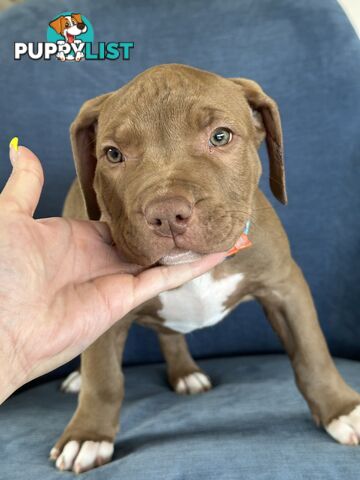 American Bully Pups