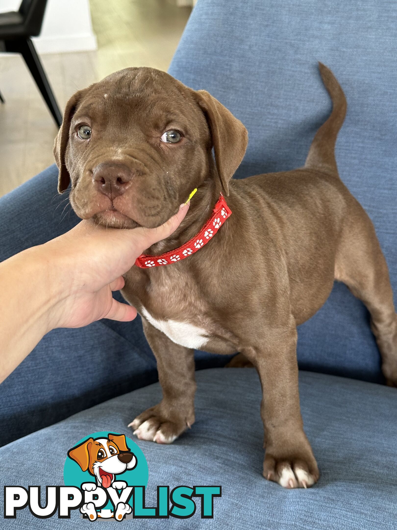 American Bully Pups