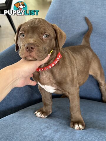 American Bully Pups