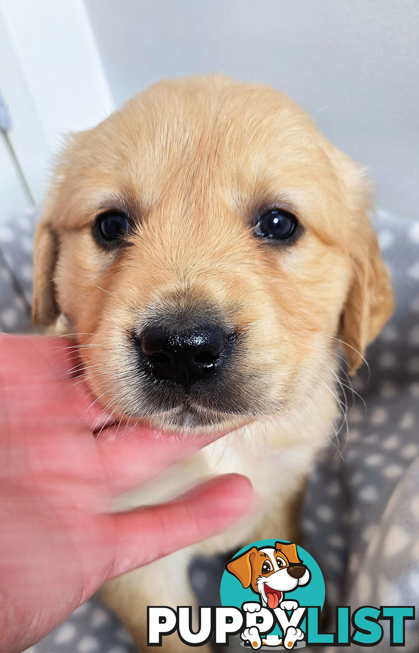 Purebred Golden Retriever Puppies Looking for Loving Homes!