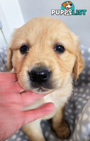 Purebred Golden Retriever Puppies Looking for Loving Homes!
