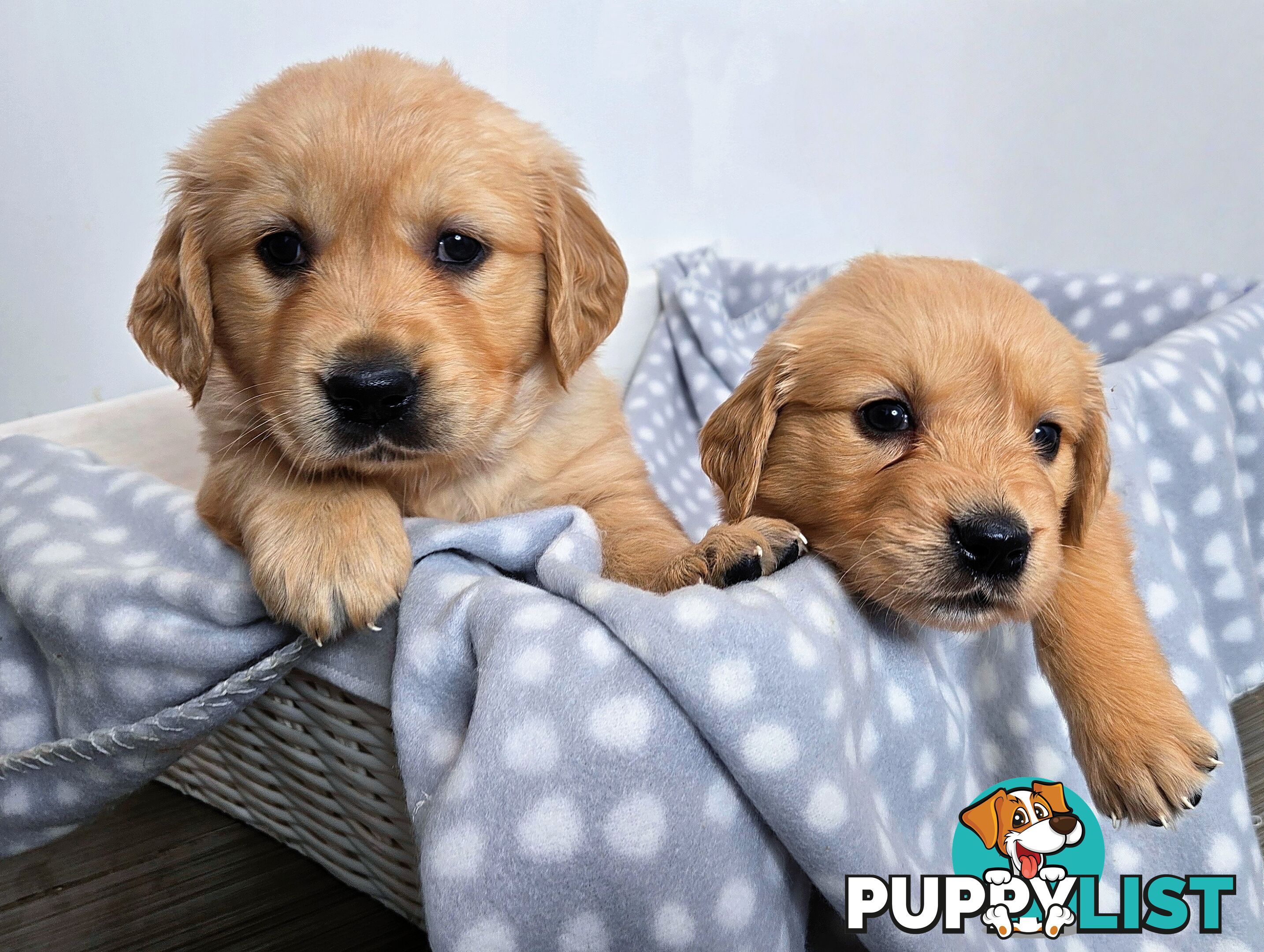 Purebred Golden Retriever Puppies Looking for Loving Homes!