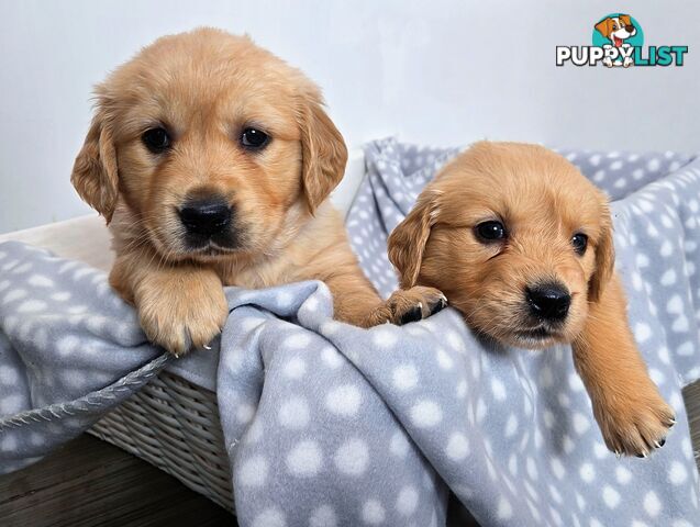 Purebred Golden Retriever Puppies Looking for Loving Homes!