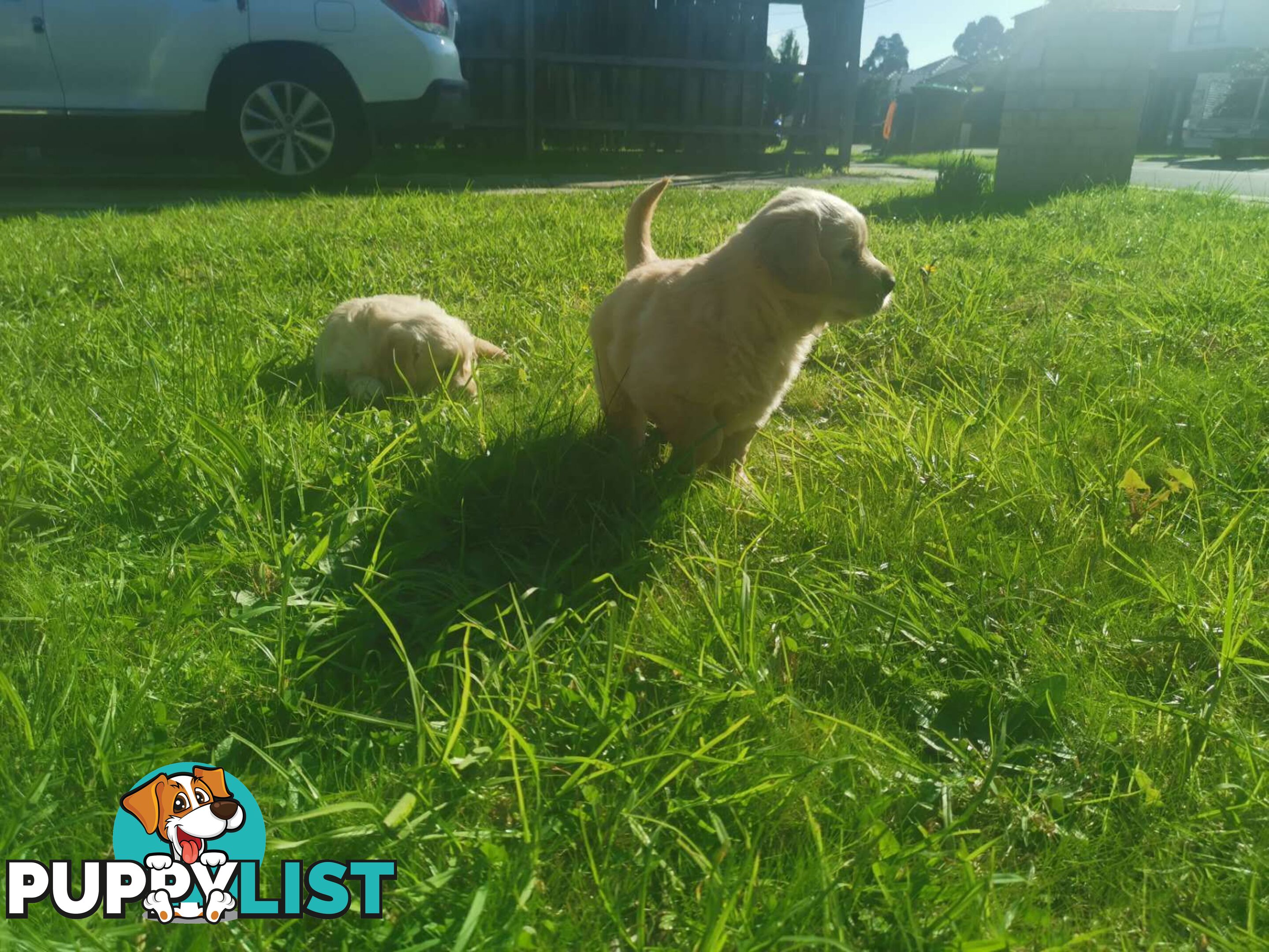 Purebred Golden Retriever Puppies Looking for Loving Homes!