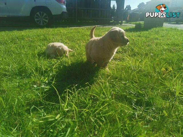 Purebred Golden Retriever Puppies Looking for Loving Homes!