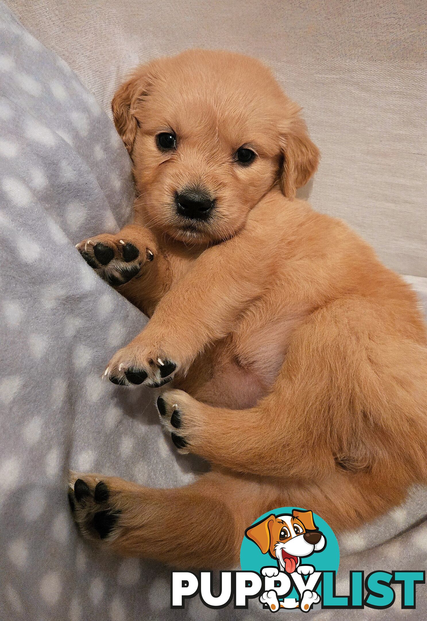 Purebred Golden Retriever Puppies Looking for Loving Homes!
