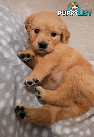 Purebred Golden Retriever Puppies Looking for Loving Homes!