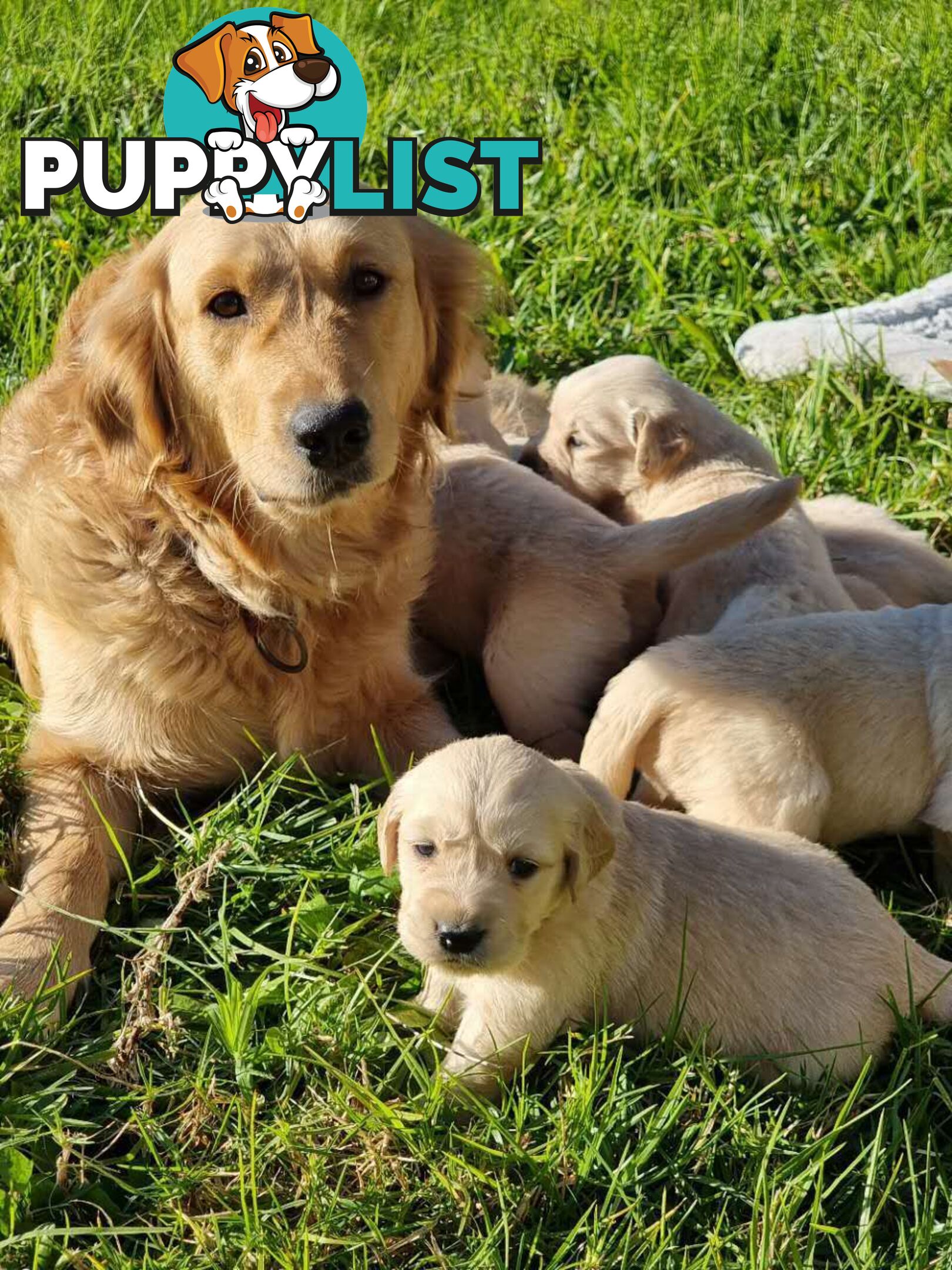Purebred Golden Retriever Puppies Looking for Loving Homes!