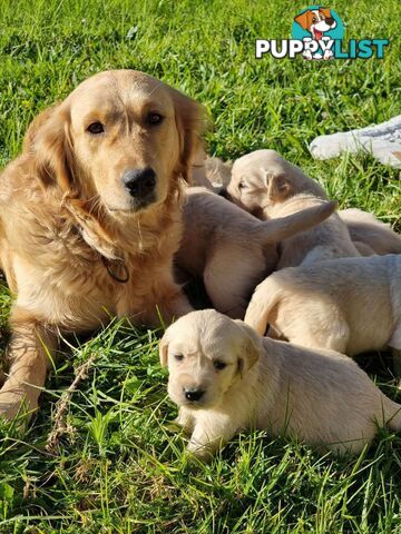 Purebred Golden Retriever Puppies Looking for Loving Homes!