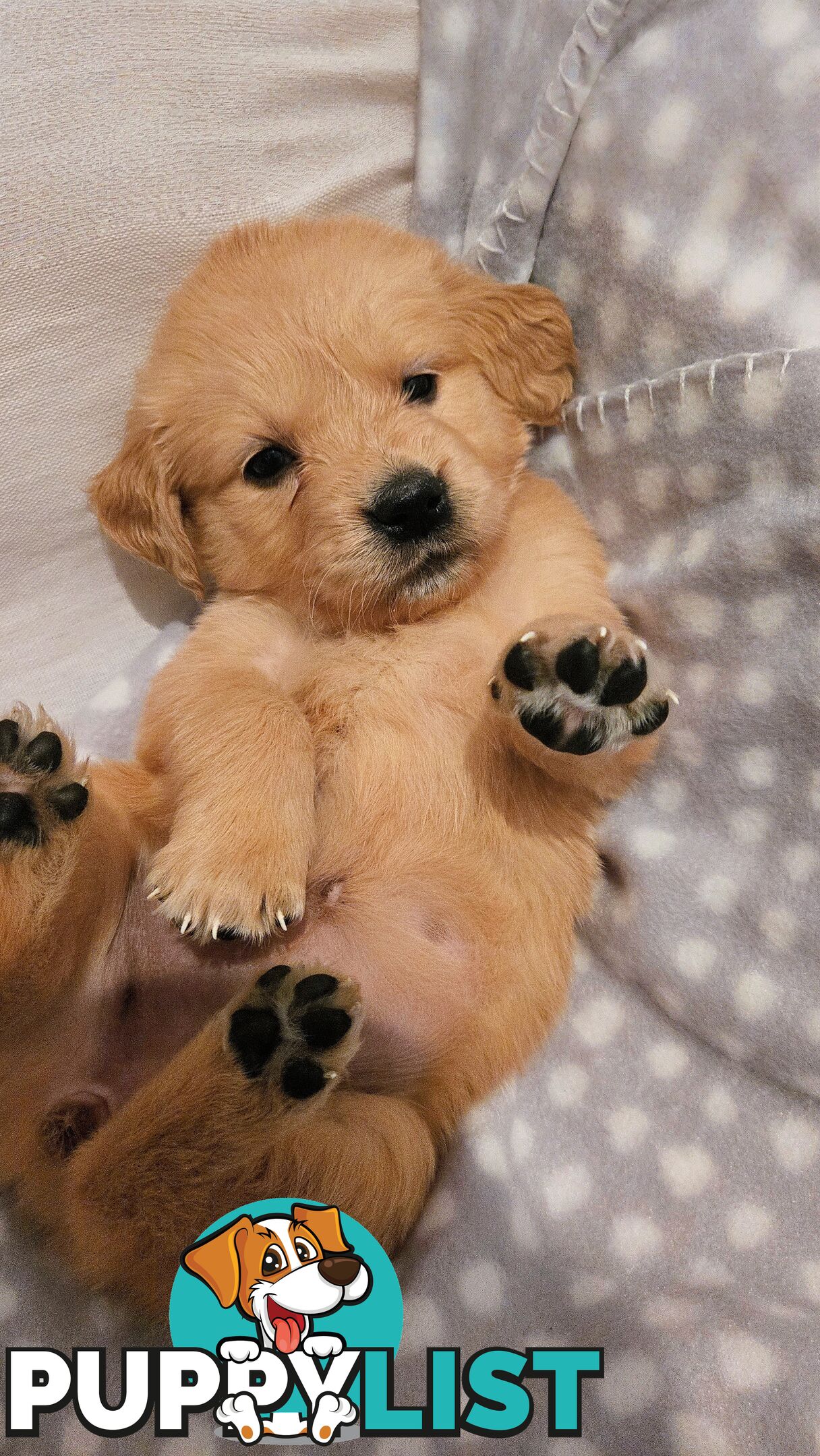Purebred Golden Retriever Puppies Looking for Loving Homes!