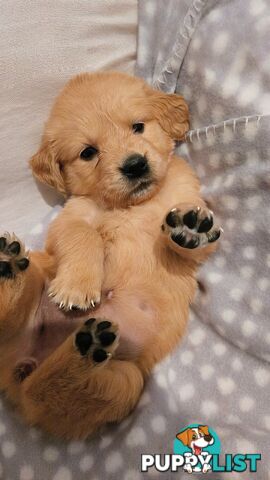 Purebred Golden Retriever Puppies Looking for Loving Homes!
