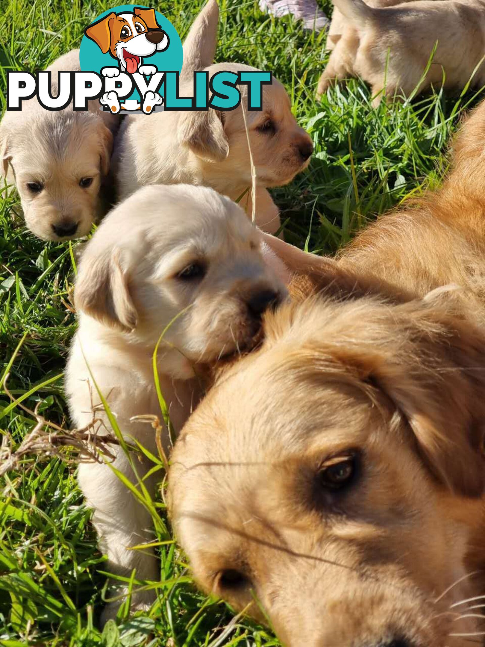 Purebred Golden Retriever Puppies Looking for Loving Homes!