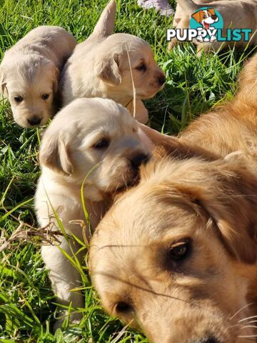 Purebred Golden Retriever Puppies Looking for Loving Homes!