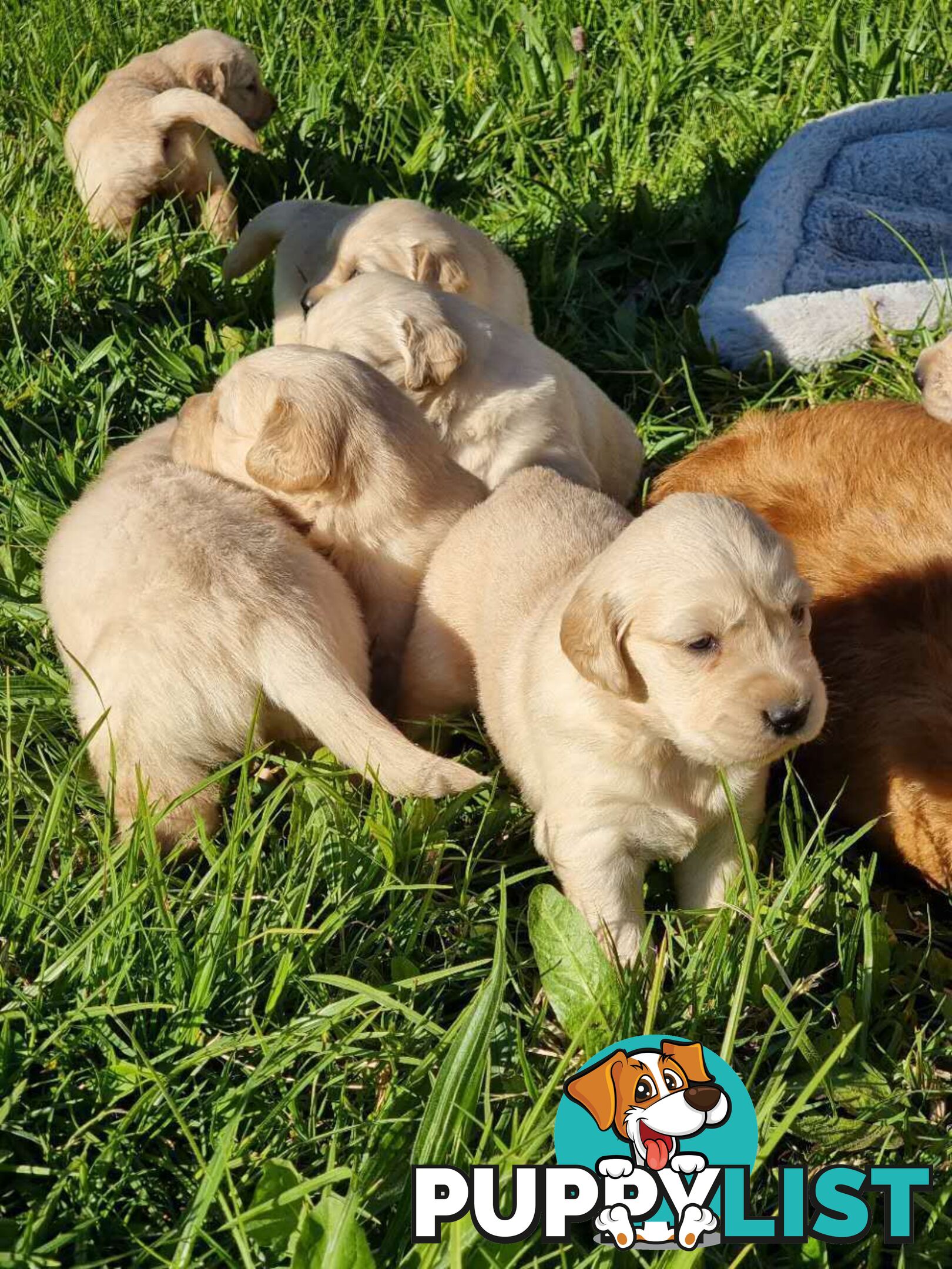 Purebred Golden Retriever Puppies Looking for Loving Homes!