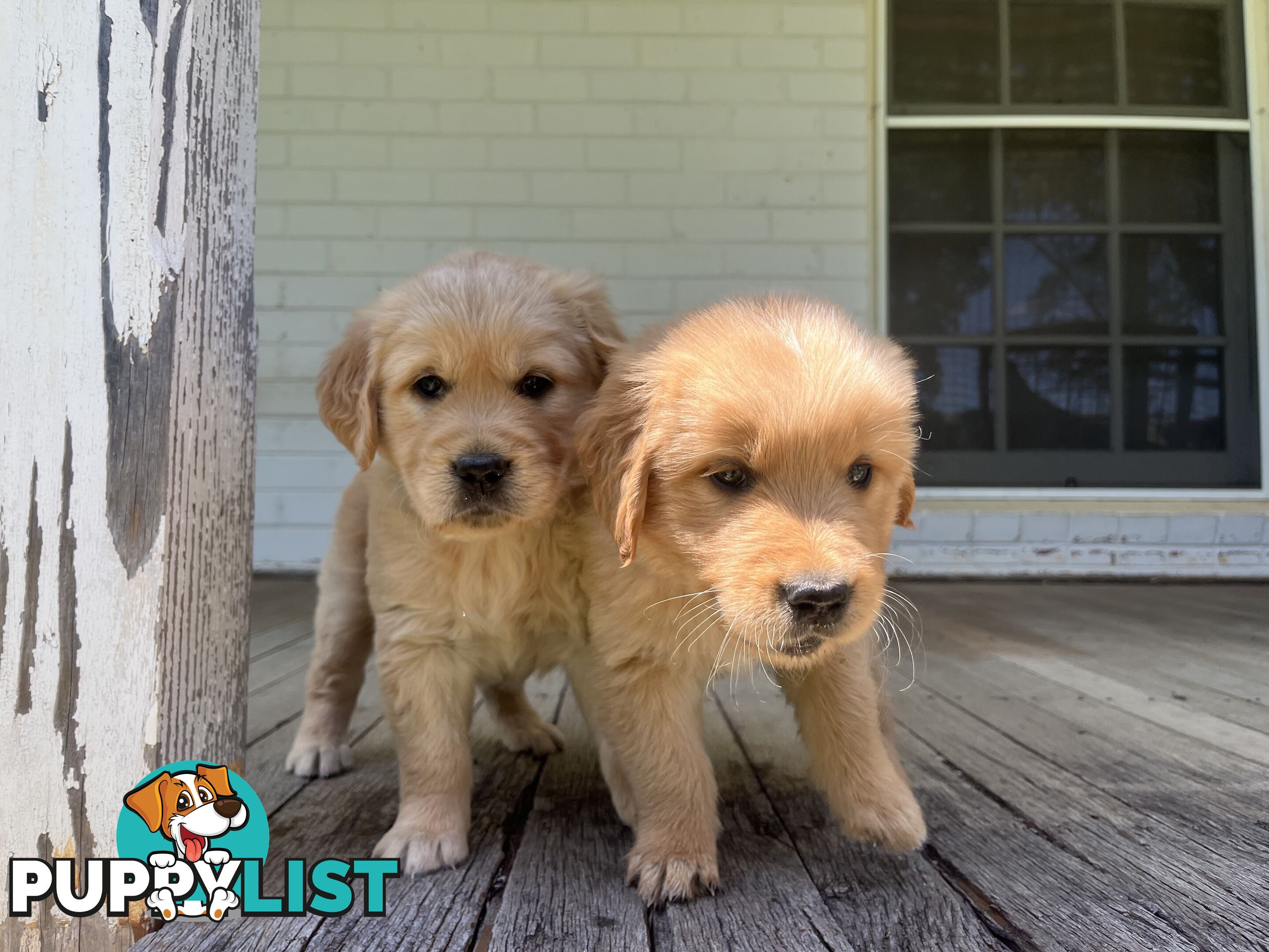 Fullbred Golden Retriever Puppies