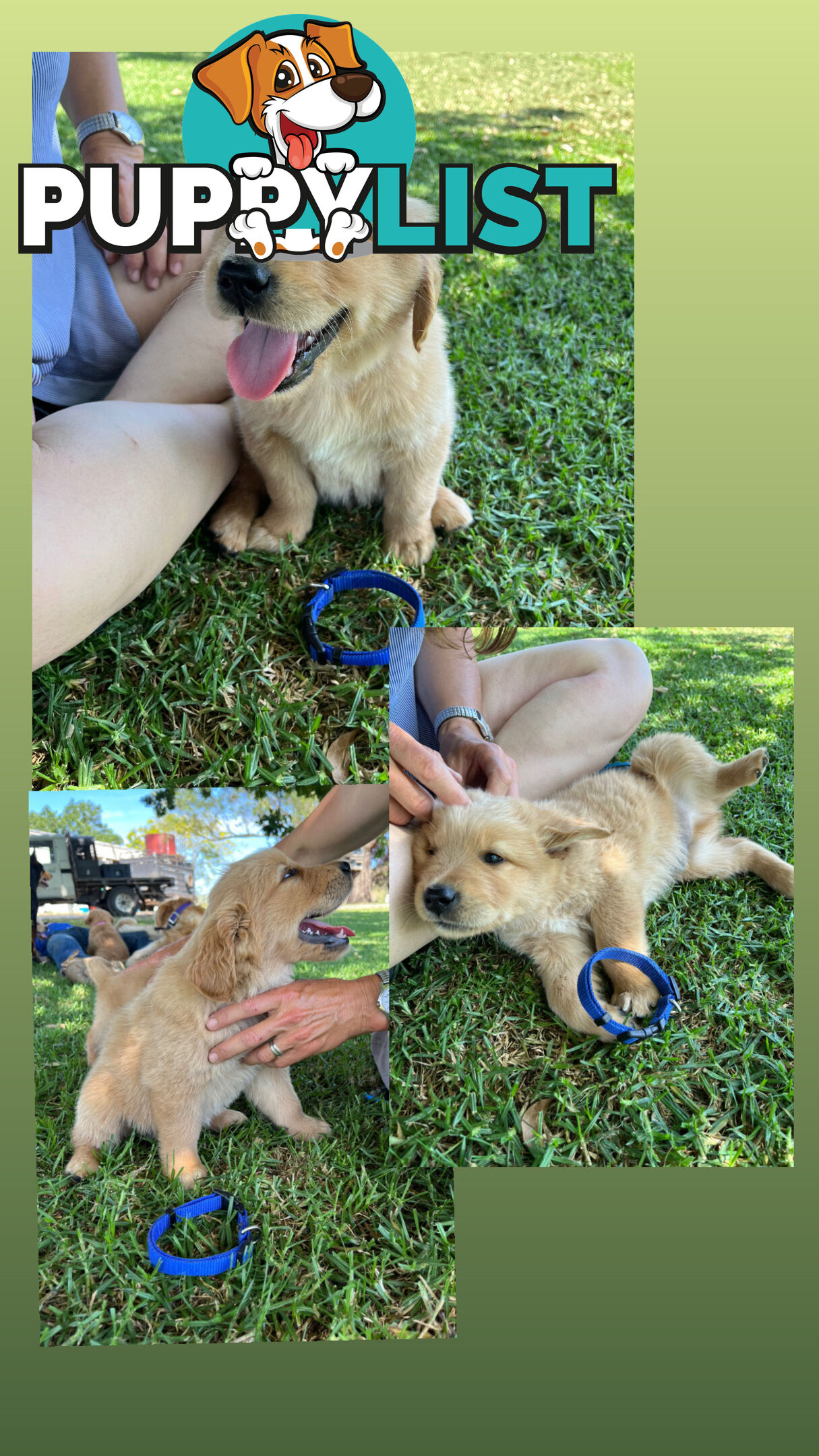 Fullbred Golden Retriever Puppies